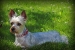 pup2