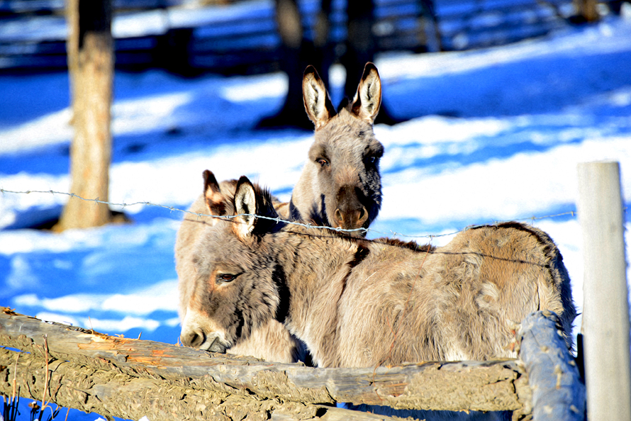 donkkeys