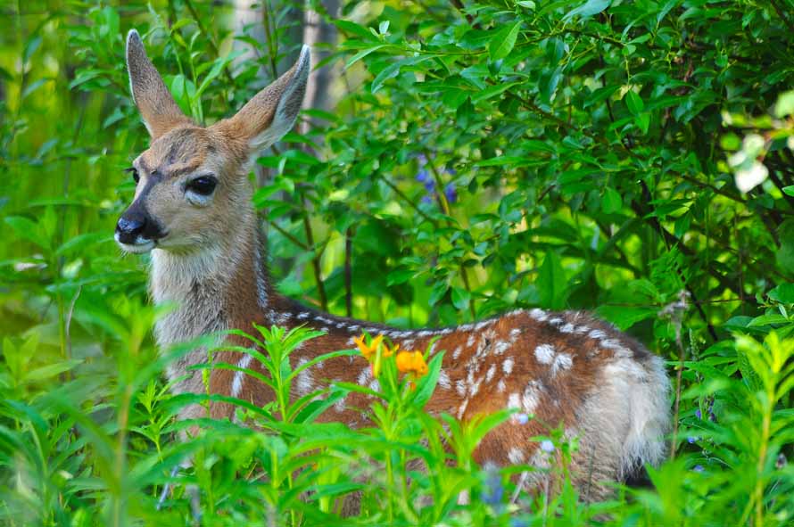 fawn