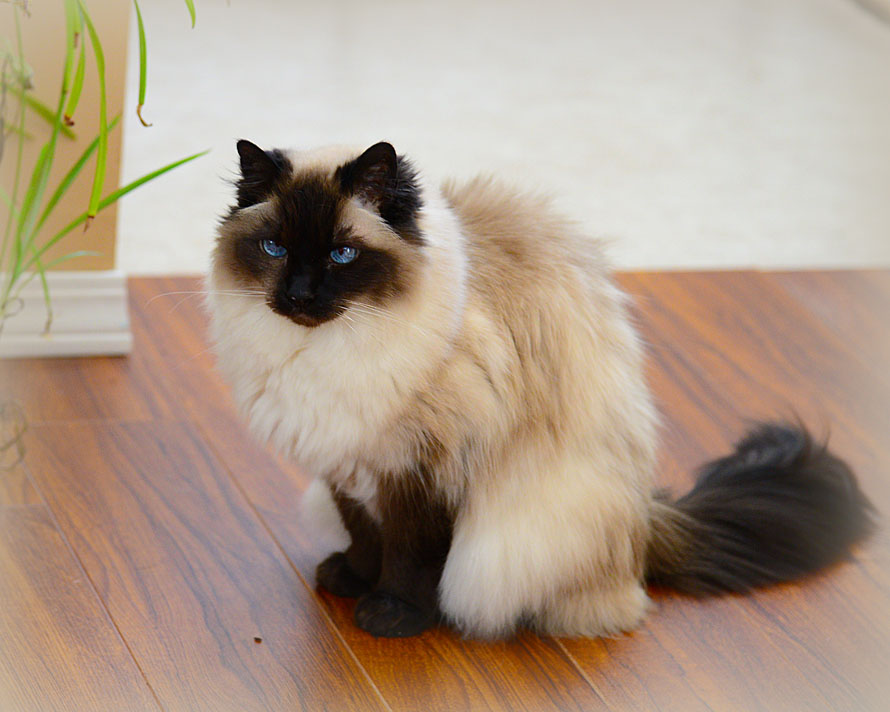 kittyW