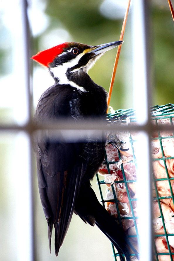 woodpecker