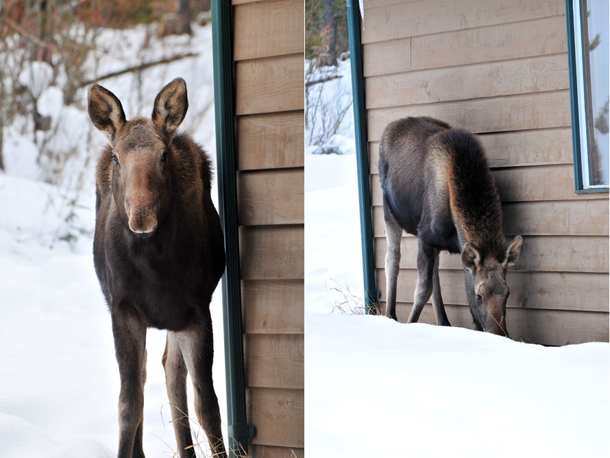 moose 6