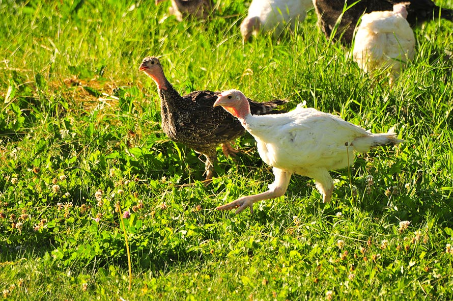 DSC_2980 copy