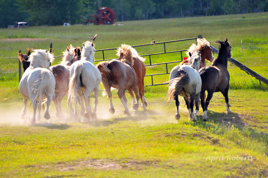 70milehorse2signsmall